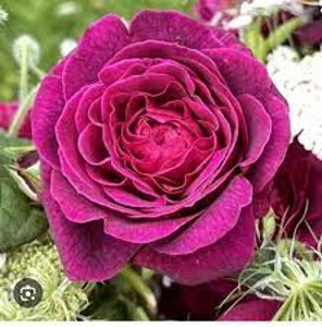 DEEP SECRET 2025 (hybrid tea)